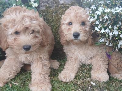 Stunning miniature Cockapoo puppies in Leitrim