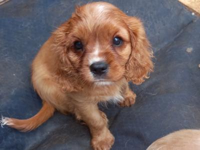 Cavalier King Charles Spaniel puppies in Offaly