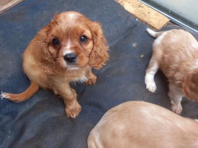 Cavalier King Charles Spaniel puppies in Offaly