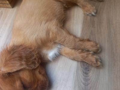 Cavalier King Charles Spaniel puppies in Offaly