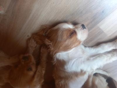 Cavalier King Charles Spaniel puppies in Offaly