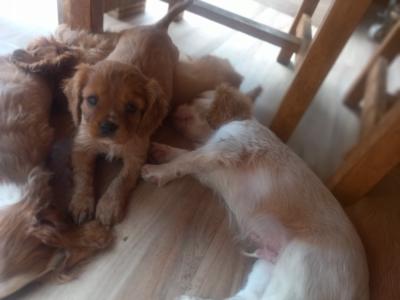 Cavalier King Charles Spaniel puppies in Offaly