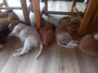 Cavalier King Charles Spaniel puppies in Offaly
