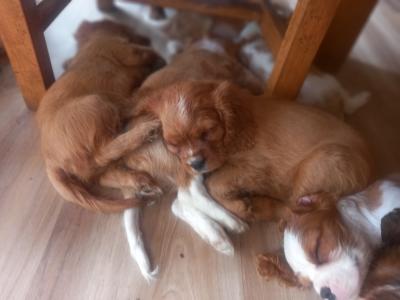 Cavalier King Charles Spaniel puppies in Offaly
