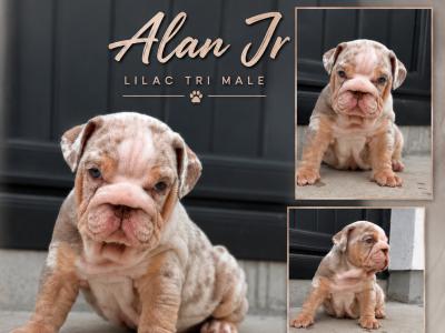 New English Bulldog puppies in Derry