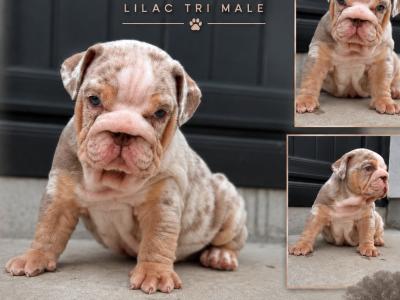 New English Bulldog puppies in Derry