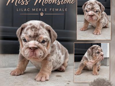 New English Bulldog puppies in Derry