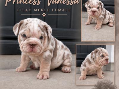 New English Bulldog puppies in Derry