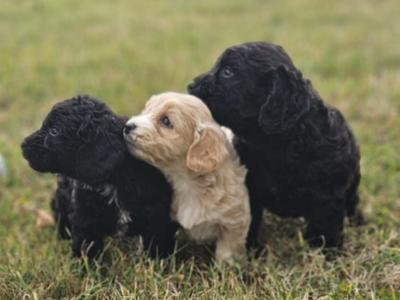 3 beautiful Cockapoo puppies available in Limerick