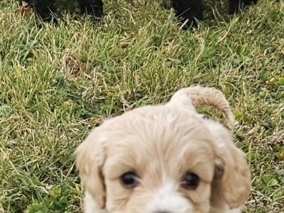 3 beautiful Cockapoo puppies available in Limerick