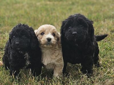 3 beautiful Cockapoo puppies available in Limerick