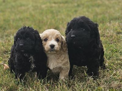 3 beautiful Cockapoo puppies available in Limerick