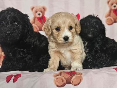 3 beautiful Cockapoo puppies available in Limerick