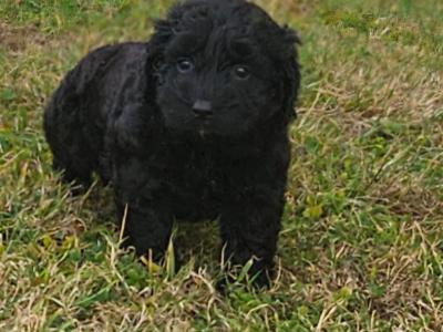 3 beautiful Cockapoo puppies available in Limerick