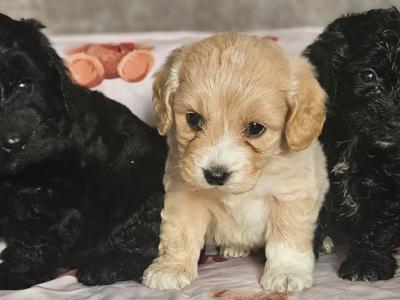 3 beautiful Cockapoo puppies available in Limerick