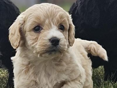 3 beautiful Cockapoo puppies available in Limerick