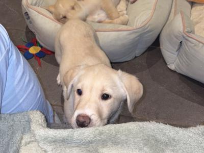 *Last*  Labrador Puppy Available