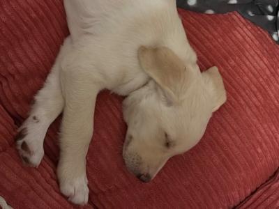 *Last*  Labrador Puppy Available