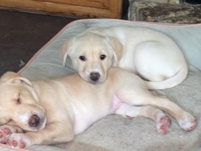 *Last*  Labrador Puppy Available