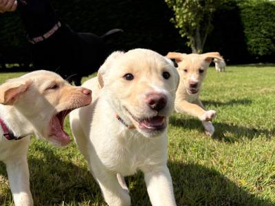 *Last*  Labrador Puppy Available
