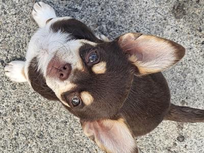 3 Chihuahua Pups⭐️