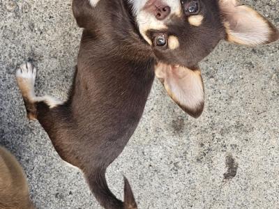 3 Chihuahua Pups⭐️