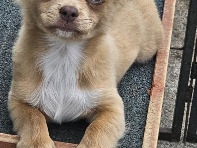 3 Chihuahua Pups⭐️