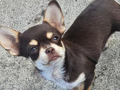 3 Chihuahua Pups⭐️