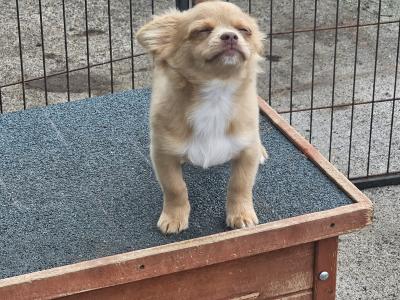 3 Chihuahua Pups⭐️