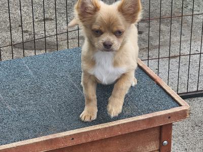 3 Chihuahua Pups⭐️
