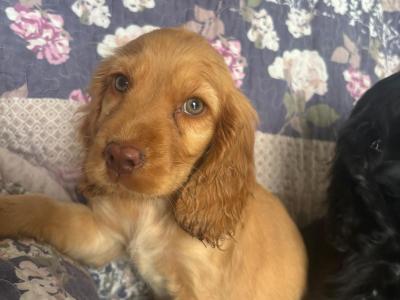 Cockapoo puppies in Westmeath