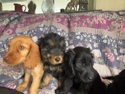 Cockapoo puppies in Westmeath