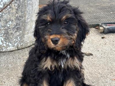 Cockapoo puppies in Westmeath