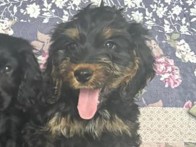 Cockapoo puppies in Westmeath