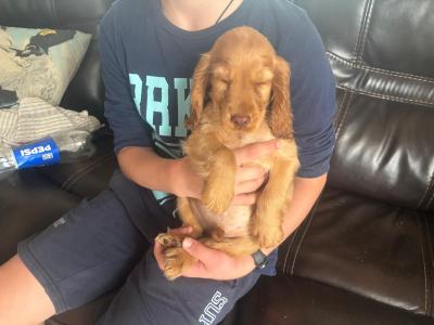 Cockapoo puppies in Westmeath