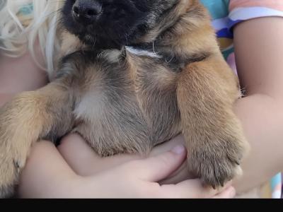 Border Terrier puppies in Wexford