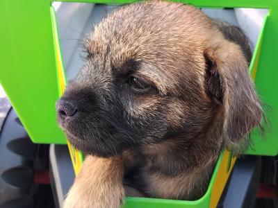 Border Terrier puppies in Wexford