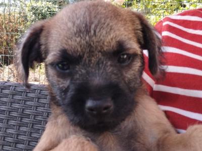 Border Terrier puppies in Wexford