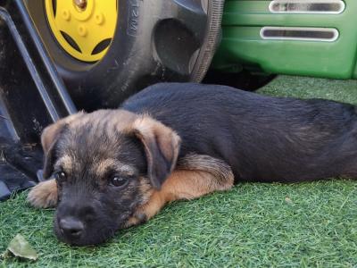 Border Terrier puppies in Wexford