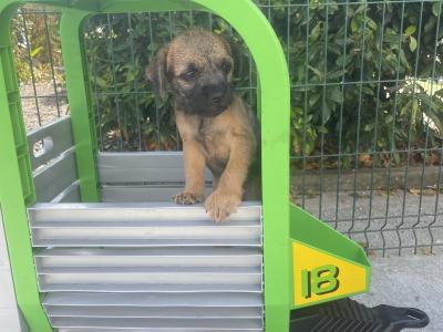 Border Terrier puppies in Wexford