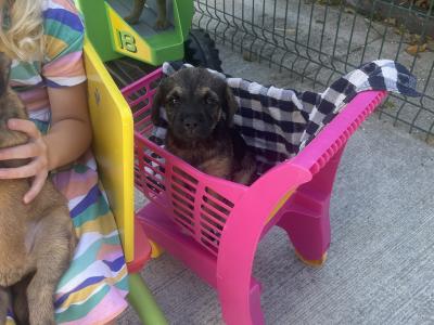Border Terrier puppies in Wexford