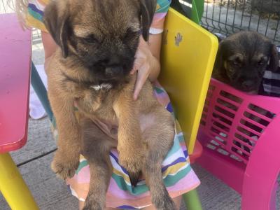 Border Terrier puppies in Wexford