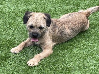 Border Terrier puppies in Wexford