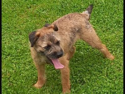 Border Terrier puppies in Wexford