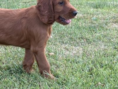 IKC Registered (pending) Irish Red Setter puppies in Tipperary