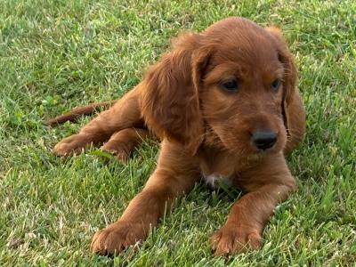 IKC Registered (pending) Irish Red Setter puppies in Tipperary