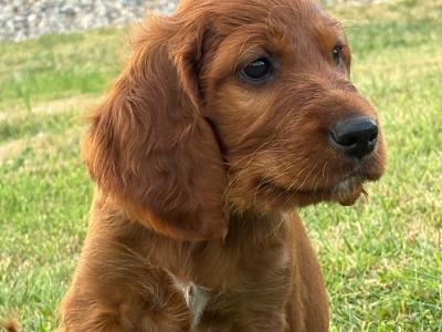 IKC Registered (pending) Irish Red Setter puppies in Tipperary