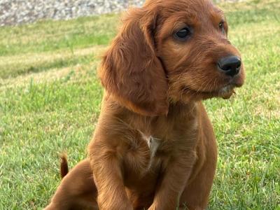 IKC Registered Irish Red Setter puppies in Tipperary