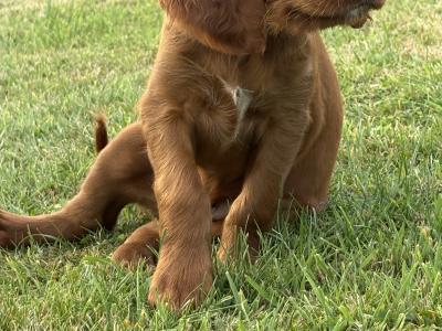 IKC Registered (pending) Irish Red Setter puppies in Tipperary