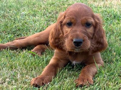 IKC Registered (pending) Irish Red Setter puppies in Tipperary